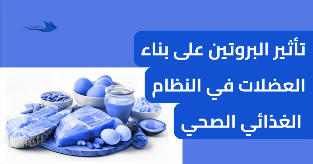 تأثير البروتين على بناء العضلات في النظام الغذائي الصحي